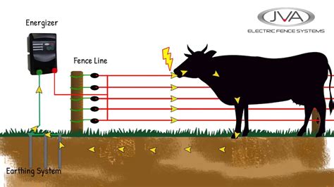 Are Electric Fences Legal? And Why Do They Make Cows So Philosophical?