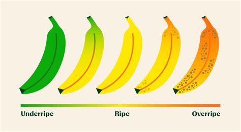 How Long Does Fender Take to Ship: And Why Do Bananas Always Seem to Ripen Faster When You're Waiting?