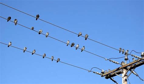 新宿 あずさ 乗り場 そして、なぜカラスは電線に止まるのか？